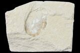 Cretaceous Fossil Shrimp - Lebanon #123880-1
